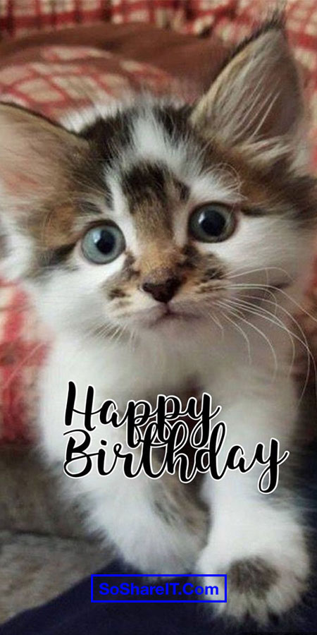 Happy Birthday Cat Meme 12