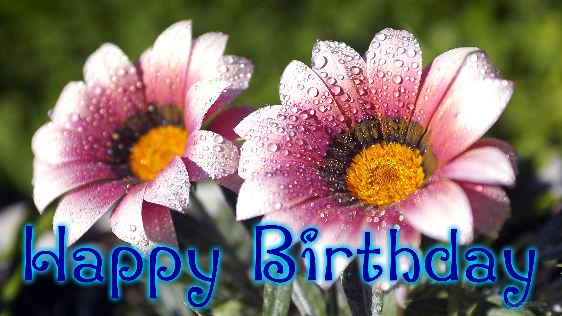 Happy birthday flowers , Wishes , Quotes and HD wallpapers – SoShareIT